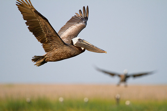 Smith Island Brown Pelicans