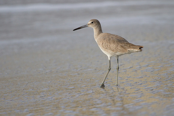 Bird 1