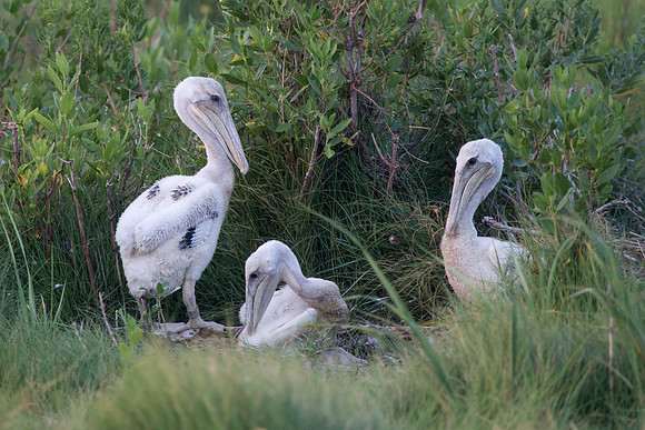 Pelican Chicks-0522-edit