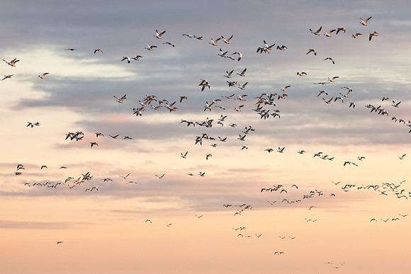 Snow Geese at Sunset