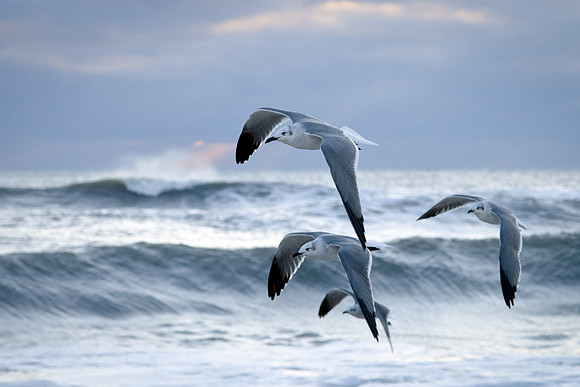 Flying Squadron