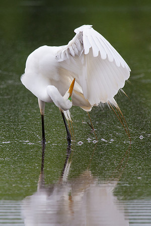 Preening Egret