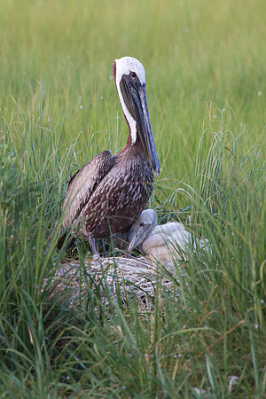 Smiths_Island-20110723-2294