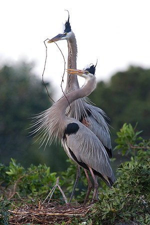 florida_birds_january-20120129-7629-Edit