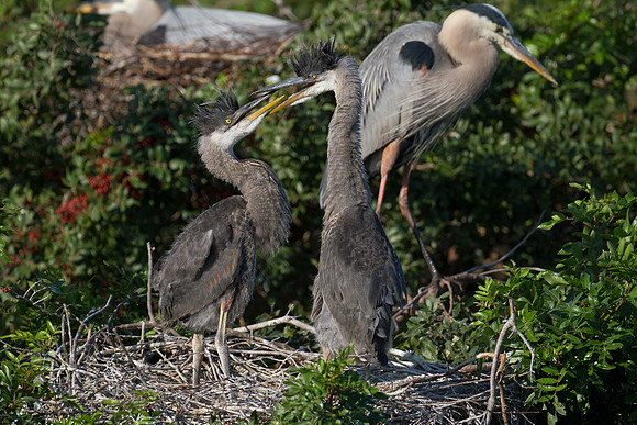 florida_birds_january-20120129-8200