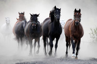 Horses
