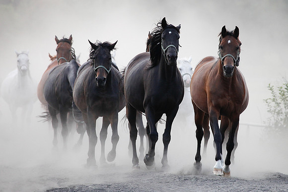 Janow Podlaski Stud Farm, Poland