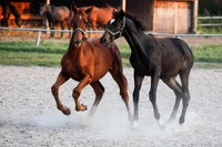 Janow Podlaski Stud Farm, Poland