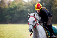 Janow Podlaski Stud Farm, Poland