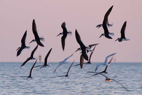 florida-20120129-9135