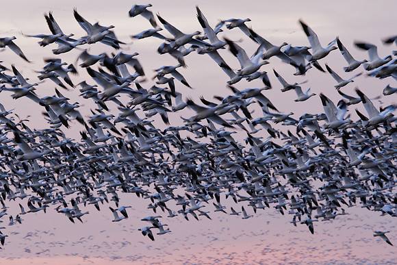 snow_geese-20111230-0852
