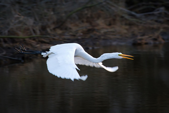 chincoteague-20120102-2441-Edit