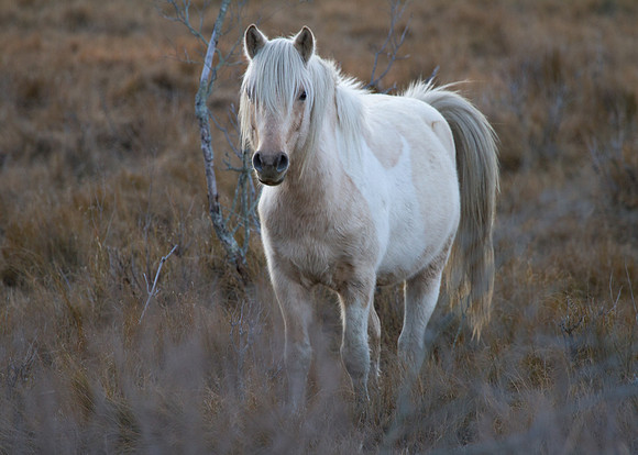 Chincoteague Island Wild Ponies