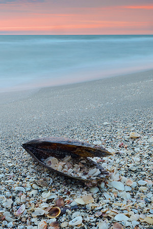 Sanibel Island Shells