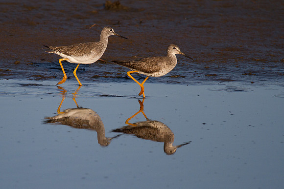 Chincoteague-3238