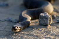 Snake at Bombay