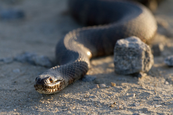 Snake at Bombay