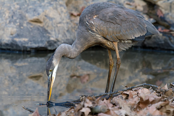 Great Blue at Great Falls Park