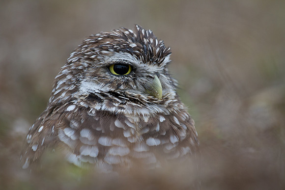 Burrowing Owl Florida