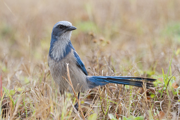Florida Blue Jay-5812
