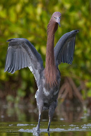 Florida Birds