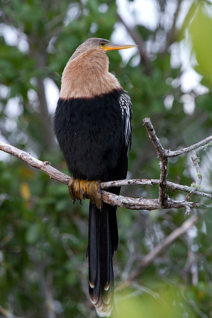 Florida Birds