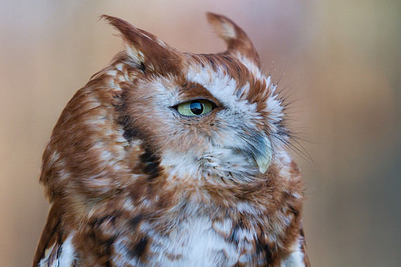 owl-6373