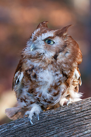 Captive Screech Owl-