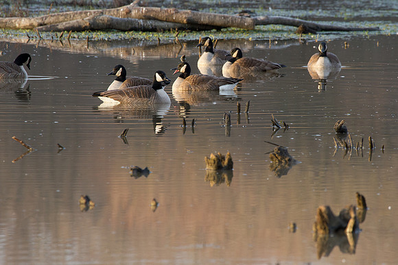huntely_meadows-20120108-2769