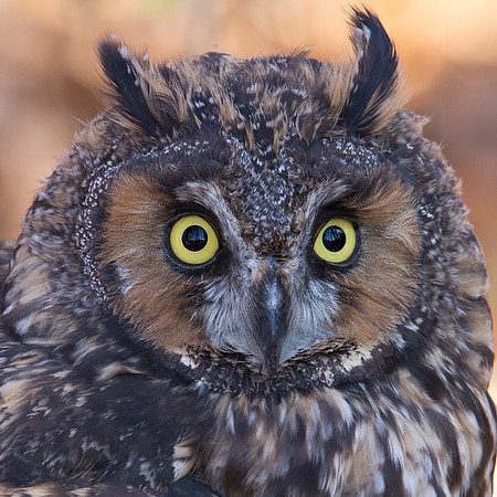 owls-20111112-6567