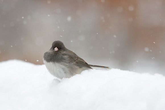 Backyard Birds - Dark-eyed Junco