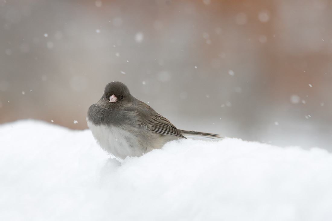 Backyard Birds - Dark-eyed Junco