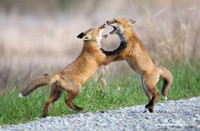 Fox Kits Playing