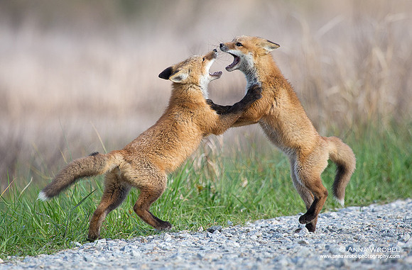 Fox Kits Playing