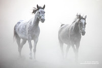 Janow Podlaski Stud Farm, Poland