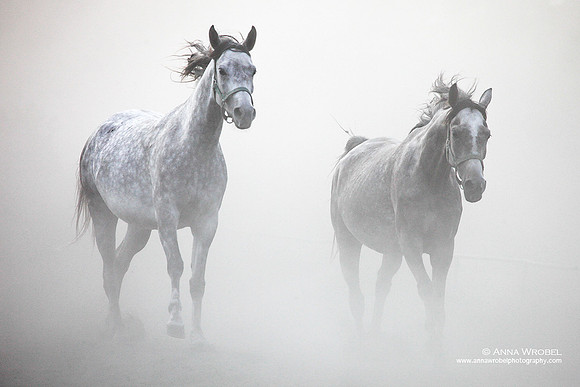 Janow Podlaski Stud Farm, Poland