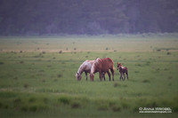 Chincoteague Island Wild Ponies