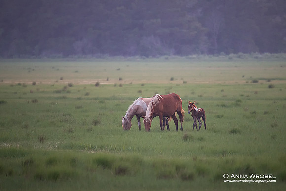Chincoteague Island Wild Ponies