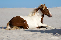 Assetague Island Wild Ponies