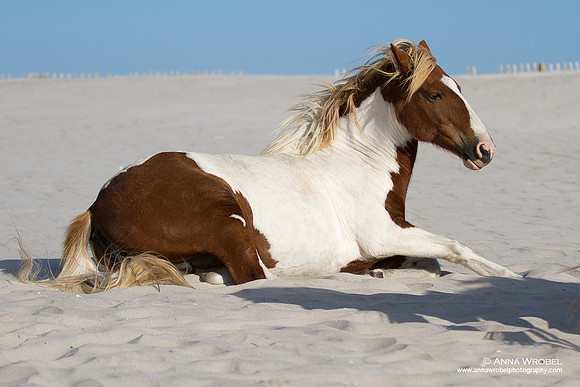 Assetague Island Wild Ponies