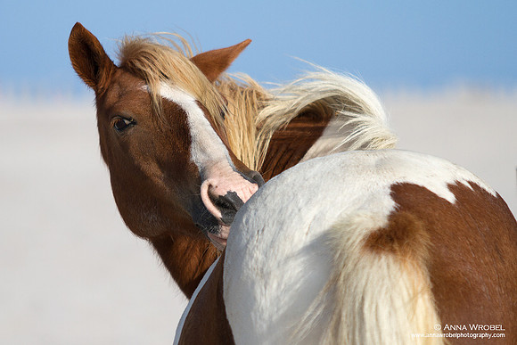 Assetague Island Wild Ponies