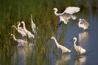 Snowy Egrets forging for food in the shallow marsh of Prime Hook NWR, Delaware