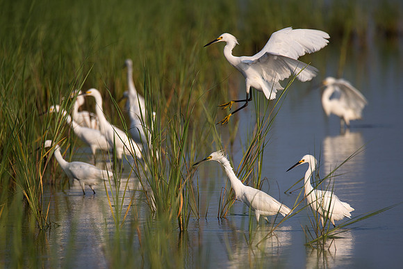 Snowy Egrets forging for food in the shallow marsh of Prime Hook NWR, Delaware