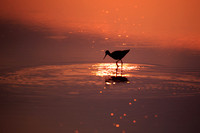 Willet basking in the first light of the day.