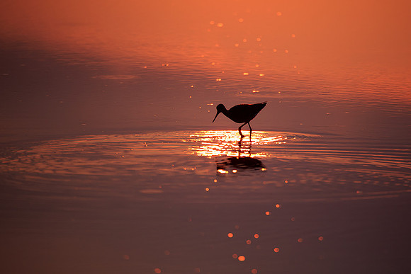 Willet basking in the first light of the day.