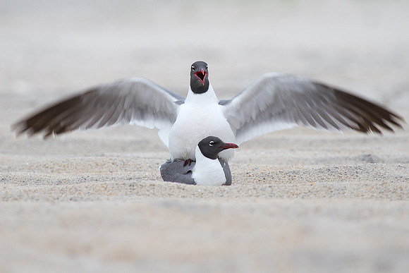 Mating Laughing Gulls, Assetague Island, VA