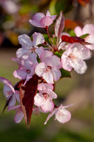 2026 Spring Flowers
