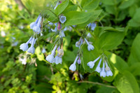 2026 Bluebells at Riverbend Park
