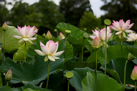 2026 Kenilworth Aquatic Gardens and Lotus Bloom
