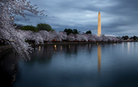 2023 DC Cherry Blossoms